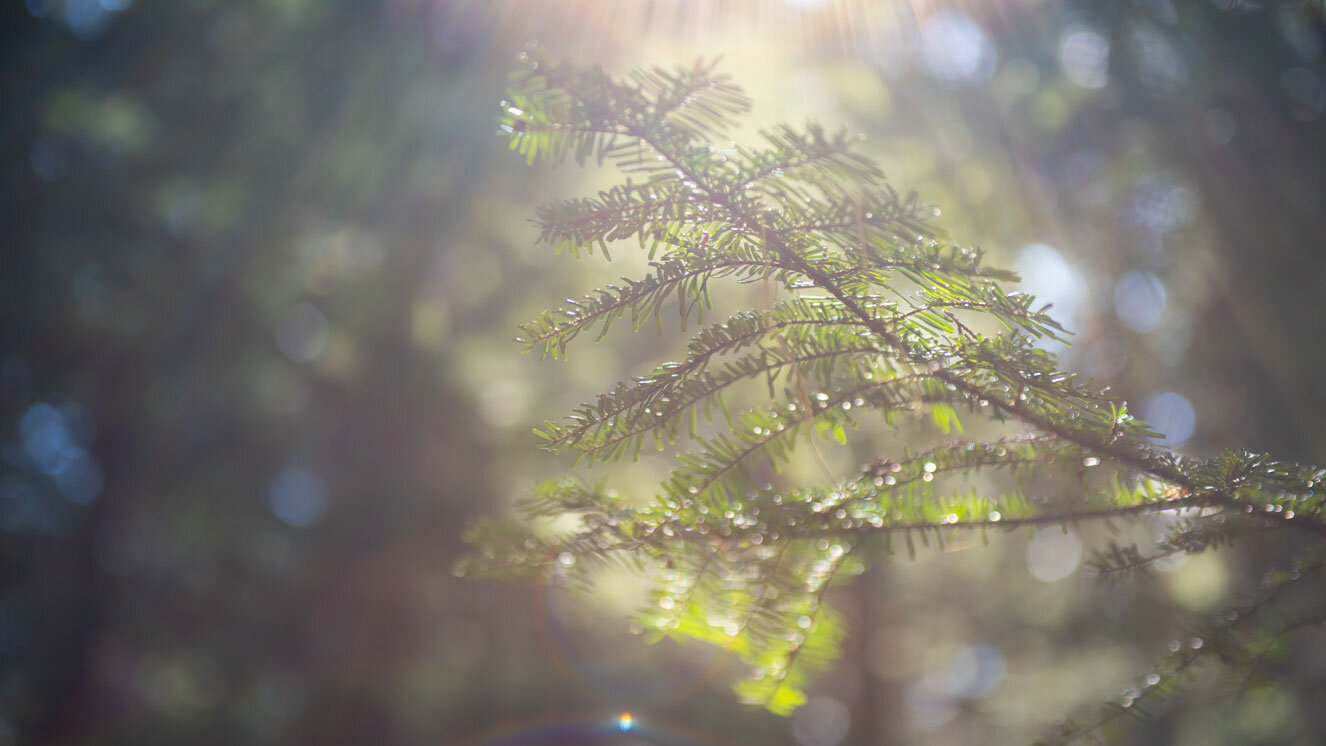 what to do during social isolation.jpg