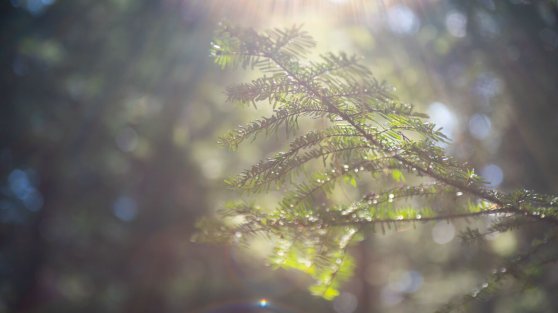 what to do during social isolation.jpg